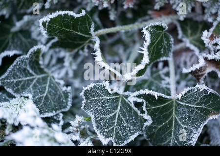 Feuilles en hiver givré Banque D'Images