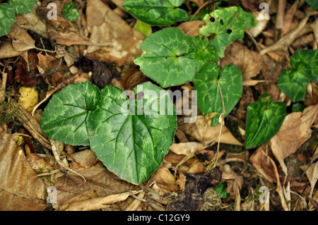 Feuilles vertes d'un cyclamen plante sur un arrière-plan de sol, flash annulaire allumé 0106 Banque D'Images