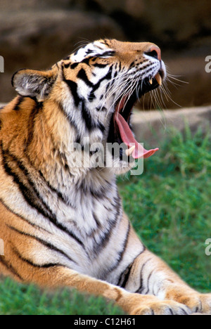 Tigre de Sibérie, Panthera tigris Altaica bâille largement Banque D'Images