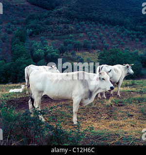 Trois taureaux blancs debout dans un domaine en Toscane, Italie Banque D'Images