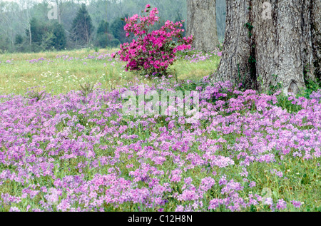 Jour brumeux dans une prairie de fleurs sauvages, phlox et azalées, près d'un chêne au printemps, en Louisiane, aux États-Unis. Banque D'Images