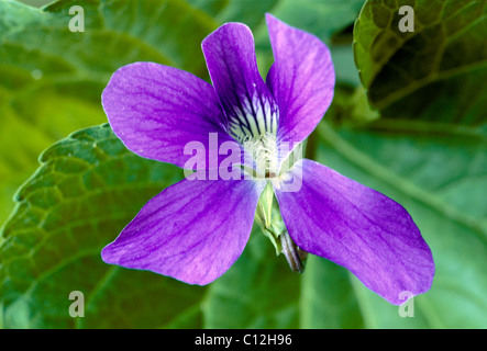 Close up of Purple (Violet Viola cucullata) au printemps en fleurs Banque D'Images