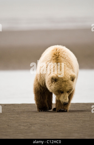 Un ours brun côtières recherche les mactres à marée basse. Banque D'Images