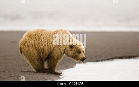 Un ours brun côtières recherche les mactres à marée basse. Banque D'Images