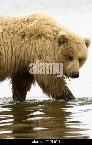 Un ours brun côtières recherche les mactres à marée basse. Banque D'Images