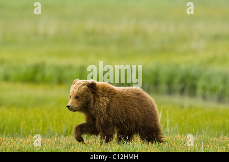 Un ours brun cub bénéficie d'une chaude journée d'été dans une prairie côtière dans Lake Clark National Park, Alaska. Banque D'Images