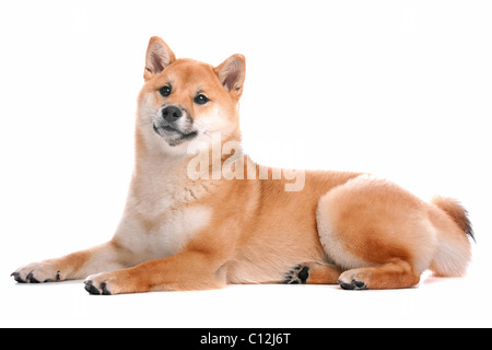 Japanese Shiba Inu chien Banque D'Images