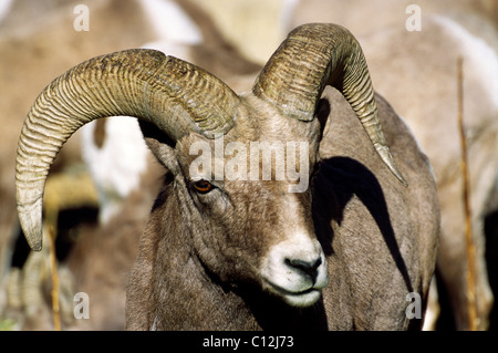 Mouflons sauvages gros plan portrait ram mâle Banque D'Images