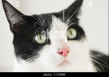 Gros plan du chat Banque D'Images