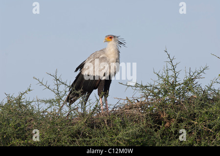 Stock photo d'un oiseau secrétaire perché sur un acacia. Banque D'Images