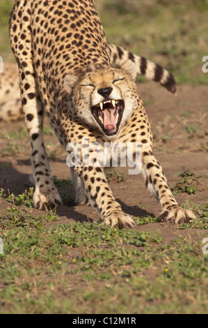 Stock photo d'un cheetah stretching. Banque D'Images