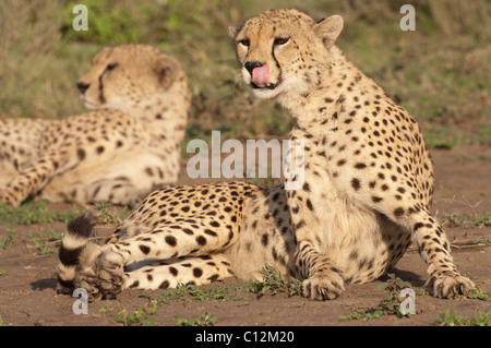 Stock photo d'un guépard assis jusqu'à s'en lécher les babines. Banque D'Images