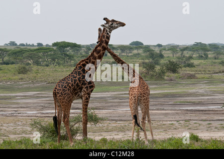 Stock photo de girafes affichant un comportement de reproduction. Banque D'Images