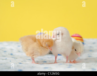 Trois petits poussins de Pâques Pâques contre fond jaune Banque D'Images