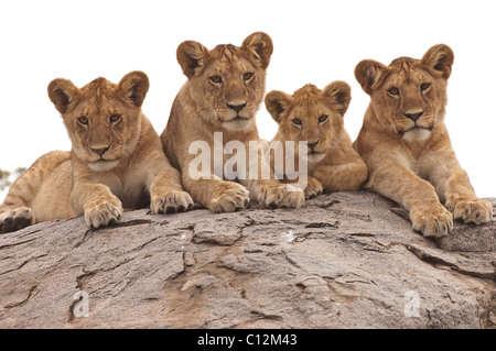 Stock photo de quatre lionceaux reposant sur une colline, le parc national du Serengeti, Tanzanie Banque D'Images