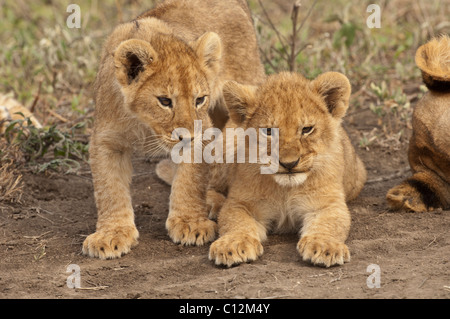 Stock photo de deux lionceaux à côté de l'autre. Banque D'Images