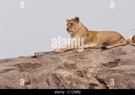 Stock photo d'une lionne se reposer au sommet d'une colline. Banque D'Images