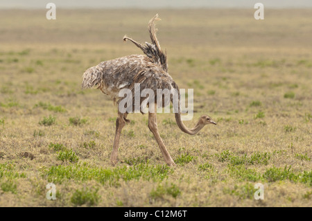 Stock photo d'une femelle d'élevage d'autruches Masai affichant une danse. Banque D'Images