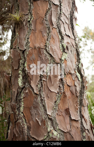 L'orange rougeâtre de l'écorce de pin a une belle texture rugueuse. cet arbre est dans Stuart Florida. Banque D'Images