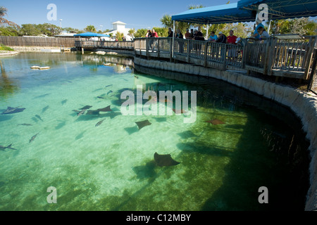 Le Florida Oceanographic Coastal Center à Stuart, en Floride piscine maisons de poisson local et d'autres formes de vie marine dans le centre. Banque D'Images