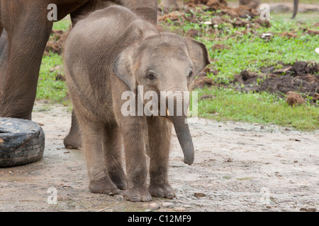 Bébé éléphant pygmée Bornéo Banque D'Images