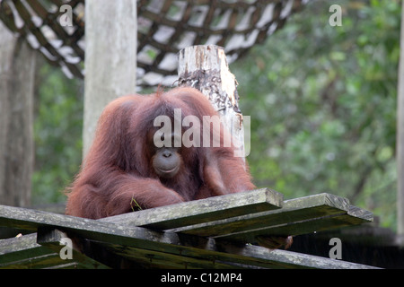 Dans l'orang-outan Lok Kawi Animal Park, Kota Kinabalu Banque D'Images