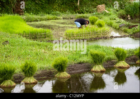 Dans la belle vallée de Sideman, Bali, près de l'Iseh, les rizières en terrasses sont inondées pour la plantation d'une nouvelle culture de riz. Banque D'Images