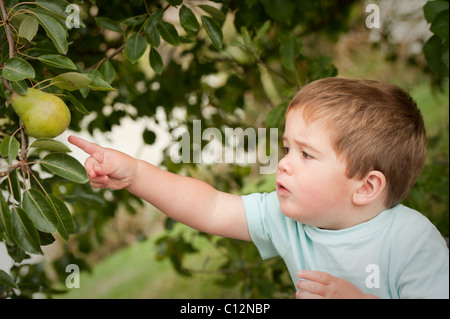 Little Boy reaching out curieusement de toucher une poire sur un arbre Banque D'Images