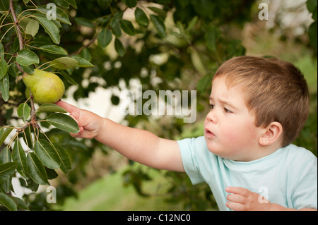 Cute little boy reaching out de toucher sur pear tree Banque D'Images