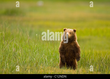 Un jeune grizzli se tient debout dans une prairie côtière. Banque D'Images