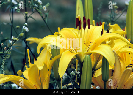 Lys asiatique en pleine floraison DANS LE JARDIN AMÉRICAIN. L'été. Banque D'Images