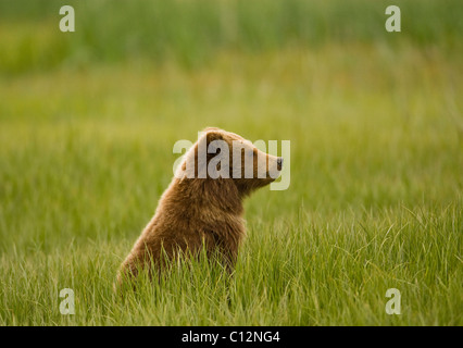 11/2 ans brown bear cub est assis dans un pré herbeux en Alaska. Banque D'Images