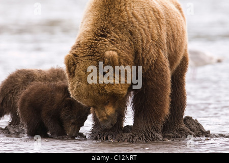 Mère de l'ours brun et d'oursons creusent pour couteau sur les rives du lac à Cook Inlet Clark National Park, Alaska, le 27 juin 2008. Banque D'Images