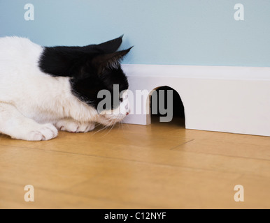 L'attente par le trou de souris de chat Banque D'Images