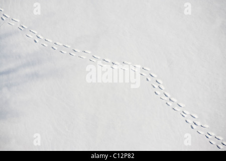 USA, New York State, Croton on Hudson, Footprints in snow Banque D'Images