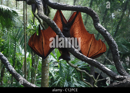 Malayan flying fox Banque D'Images