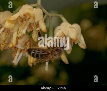 Bee sucer le nectar des fleurs de tilleul Banque D'Images