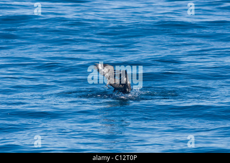 Catharacta Skua subantarctique, Antarctique, se nourrissant d'baitball Banque D'Images