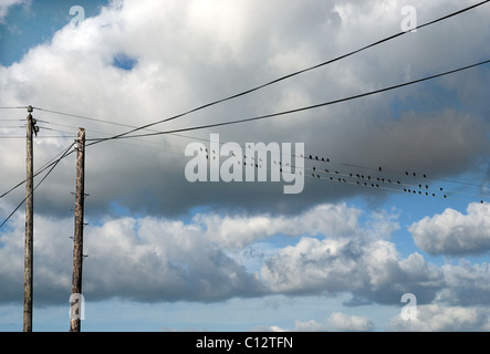 Oiseaux perchés sur un fil télégraphique, Cork, Irlande Banque D'Images