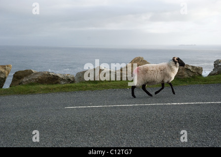 Moutons sur route dans l'île d'Achill, Comté de Mayo, Irlande Banque D'Images