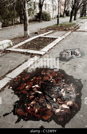 Les feuilles tombées dans la flaque, Budapest, Hongrie Banque D'Images