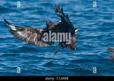 Catharacta Skua subantarctique, Antarctique Banque D'Images