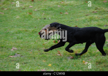 Labrador noir de l'extraction d'un faisan Banque D'Images