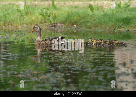 Canard aux canetons sur un étang Banque D'Images