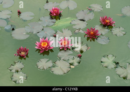 Nénuphar Nymphaea ATROPURPUREA Banque D'Images