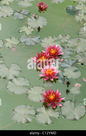 Nénuphar Nymphaea ATROPURPUREA Banque D'Images