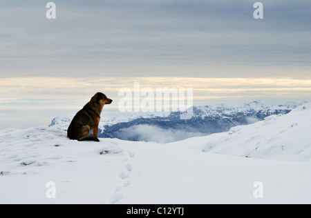 Chien assis sur Chatyr-dag plateau montagneux sur la Crimée en hiver Banque D'Images