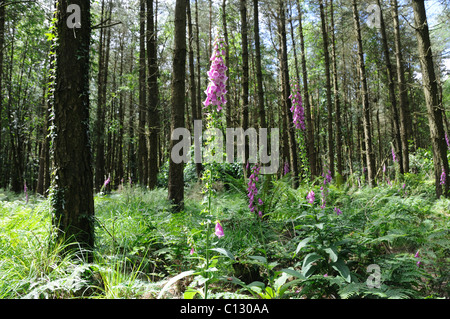 Digitales dans les bois Banque D'Images