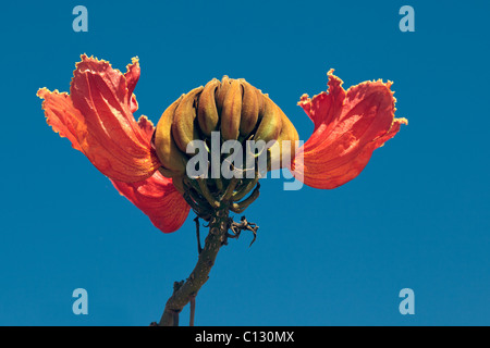 Royal Poinciana Flamboyant, arbre, Flame Tree, Peacock Flower, gulmohar Delonix regia Banque D'Images