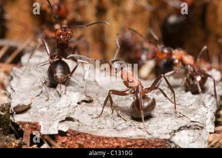 Fourmi (Formica rufa), deux dans la posture de défense, à l'entrée du nid, Basse-Saxe, Allemagne Banque D'Images